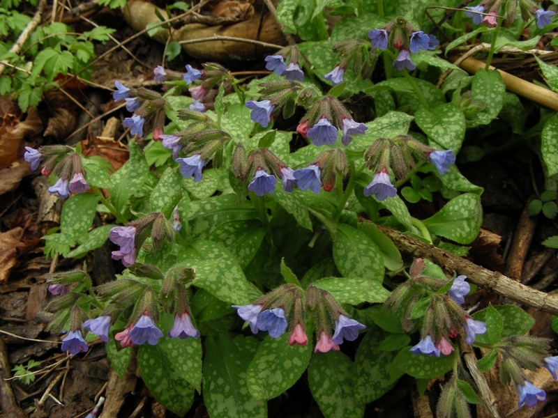 Pianta con fiori blu - Pulmonaria officinalis